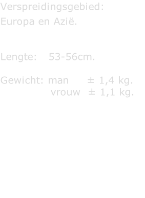 Verspreidingsgebied:  Europa en Azië.   Lengte:   53-56cm.  Gewicht: man     ± 1,4 kg.               vrouw  ± 1,1 kg.