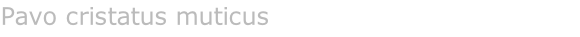 Pavo cristatus muticus