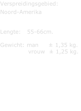 Verspreidingsgebied:  Noord-Amerika   Lengte:   55-66cm.  Gewicht: man     ± 1,35 kg.               vrouw  ± 1,25 kg.