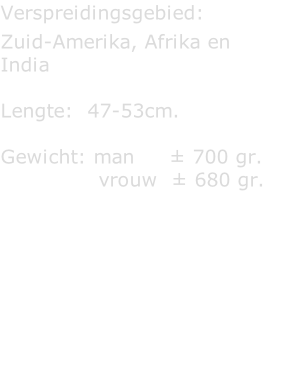 Verspreidingsgebied:   Zuid-Amerika, Afrika en India  Lengte:  47-53cm.  Gewicht: man     ± 700 gr.                vrouw  ± 680 gr.